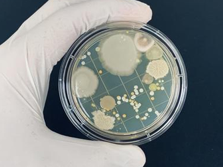 細菌・カビに関する各種検査